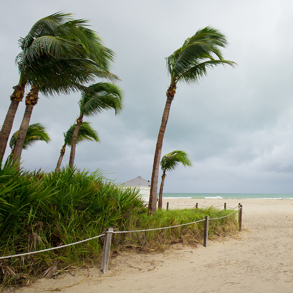Palm Trees blowing in storm